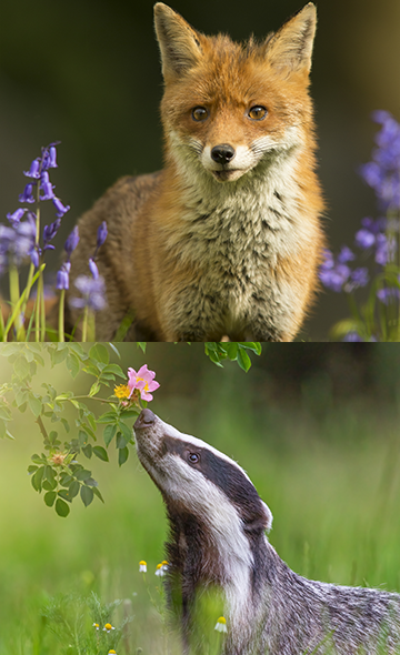Pour les blaireaux et les renards, mobilisons-nous!