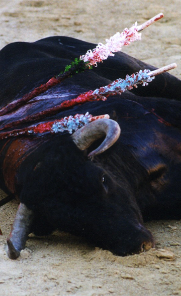 #StopCorrida