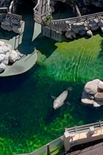 Après l’isolement et la souffrance à Marineland, Fox a été envoyé vers une exploitation sans fin