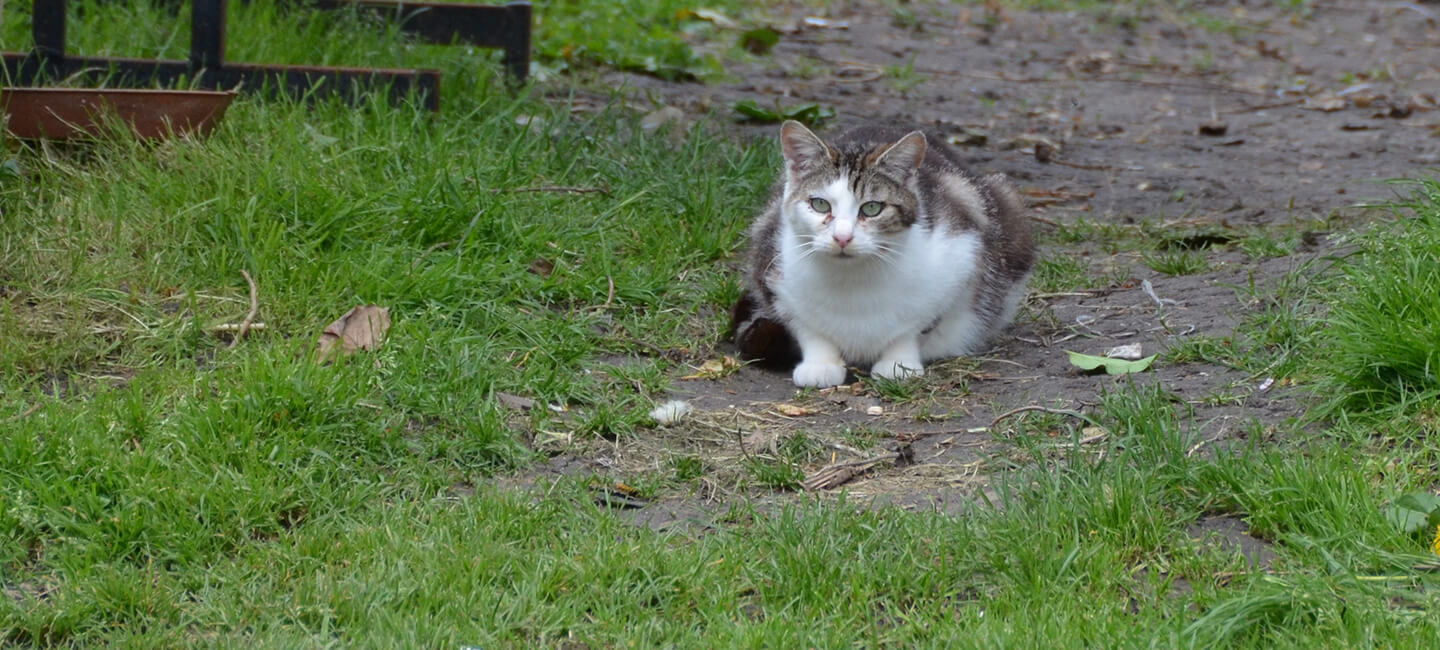 Un premier Chatipi pour les chats errants en Normandie – Inauguration à Rouen le 4 juin