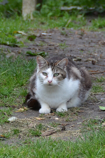 Un premier Chatipi pour les chats errants en Normandie – Inauguration à Rouen le 4 juin