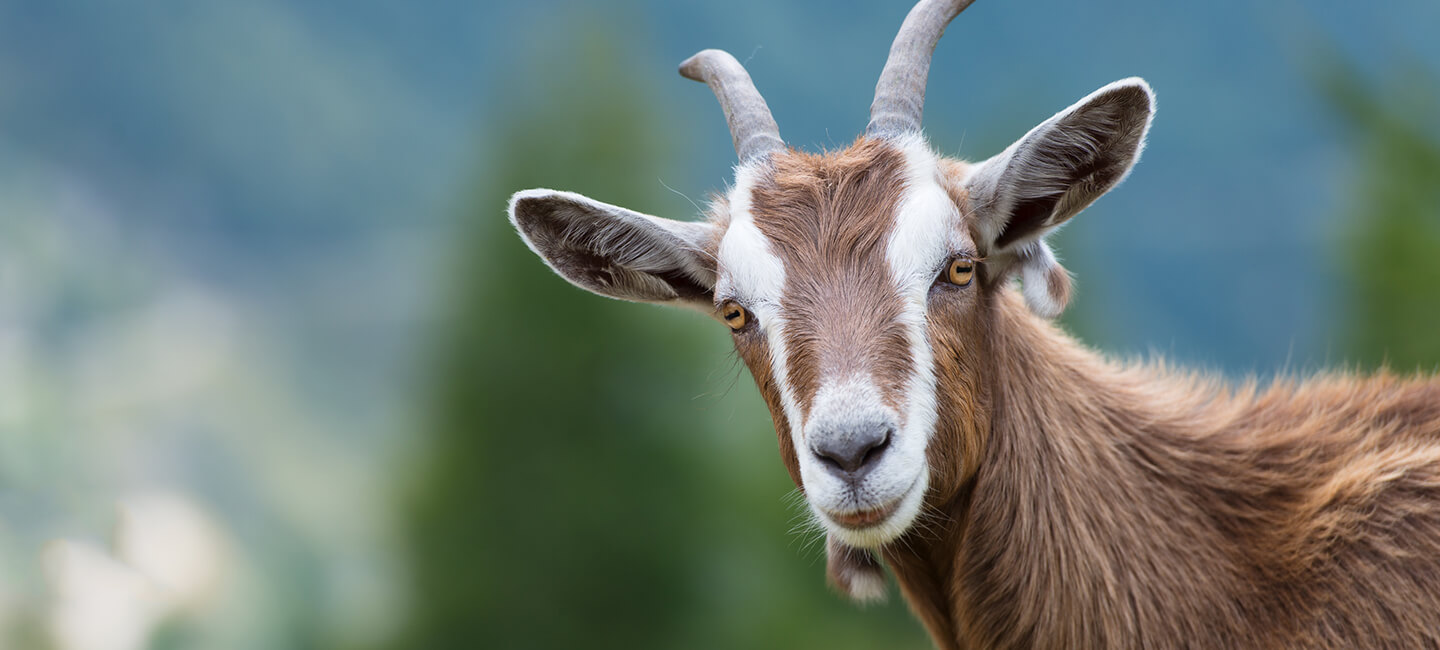 Haute-Savoie : des chèvres dans le viseur du préfet