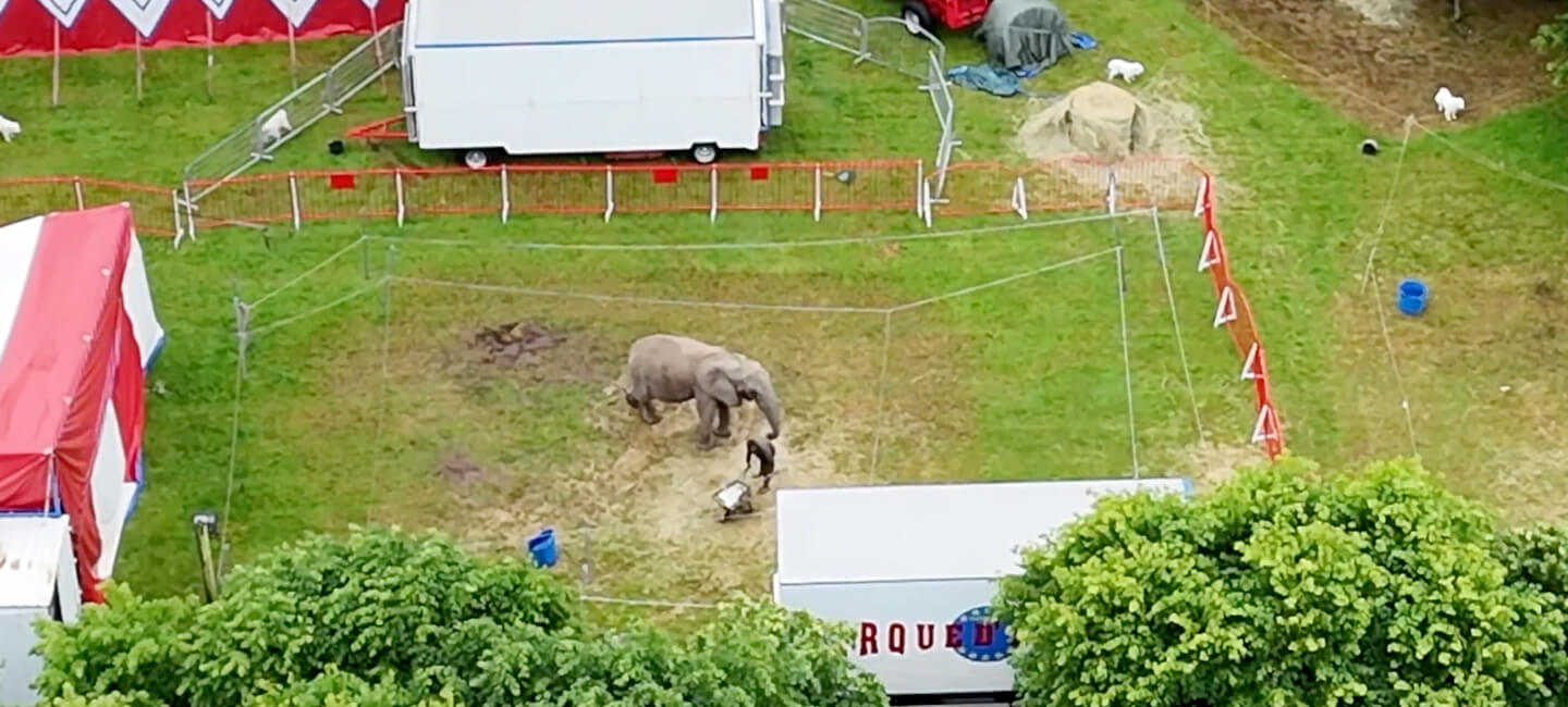 Animaux sauvages dans les cirques : l’État paie pour enterrer le problème, pas pour le résoudre