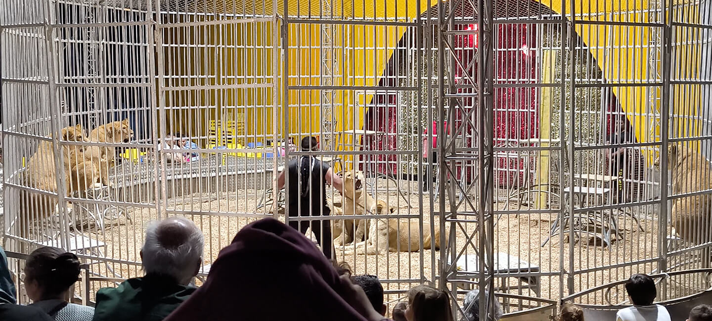 Nouvelle instruction interministérielle : le soutien indéfectible de l’État aux cirques avec animaux