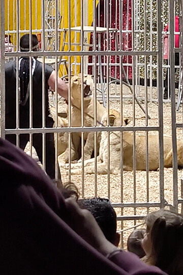 Nouvelle instruction interministérielle : le soutien indéfectible de l’État aux cirques avec animaux