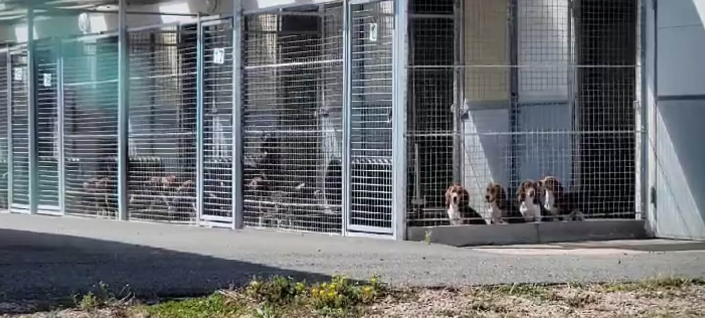 Derrière les chiffres officiels de l’expérimentation animale, une réalité inchangée