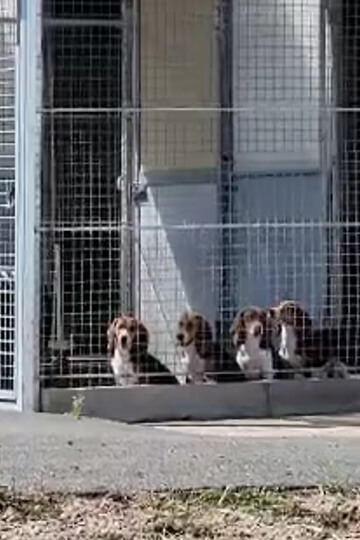 Derrière les chiffres officiels de l’expérimentation animale, une réalité inchangée
