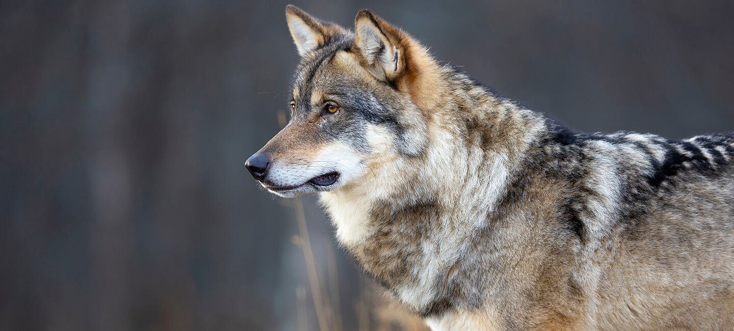 Des tirs d’effarouchement traumatiques à coups de flashball sur les loups