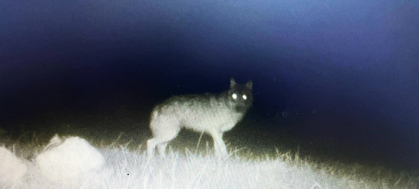 Loups en Saône-et-Loire : refuser la cohabitation, c’est choisir la régression