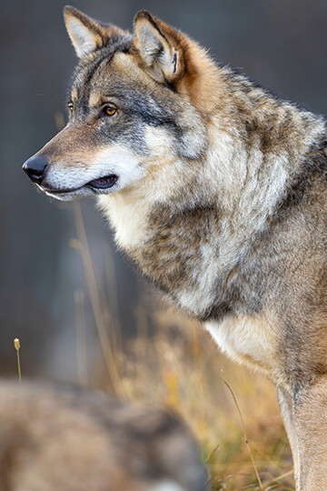 Des tirs d’effarouchement traumatiques à coups de flashball sur les loups