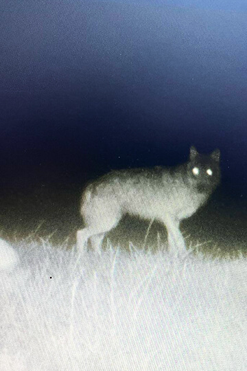 Loups en Saône-et-Loire : refuser la cohabitation, c’est choisir la régression