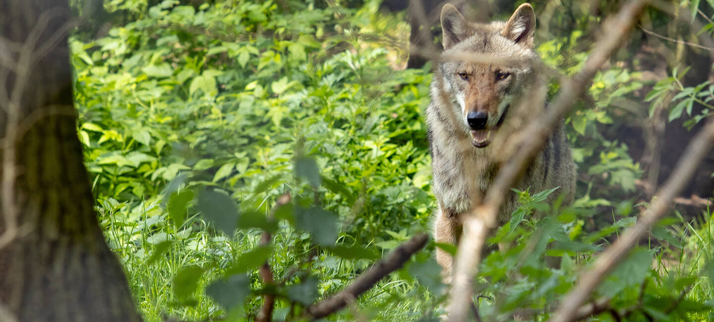 Comment traquer les loups jusqu’au dernier selon l’État : nouvelle consultation publique