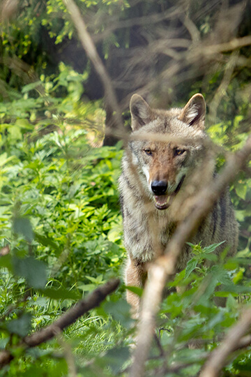 Comment traquer les loups jusqu’au dernier selon l’État : nouvelle consultation publique