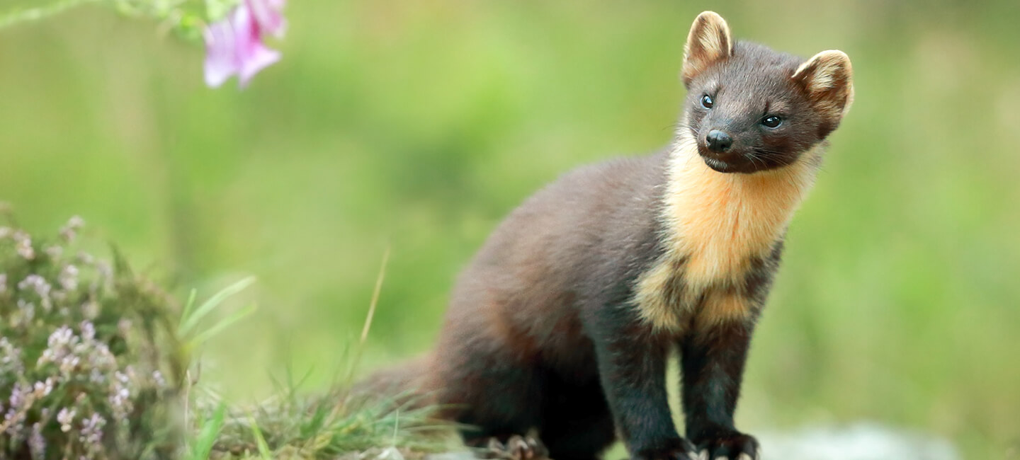 Victoire historique pour les ESOD! 27 déclassements, ce sont des milliers d’animaux sauvés