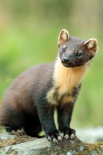 Victoire historique pour les ESOD! 27 déclassements, ce sont des milliers d’animaux sauvés