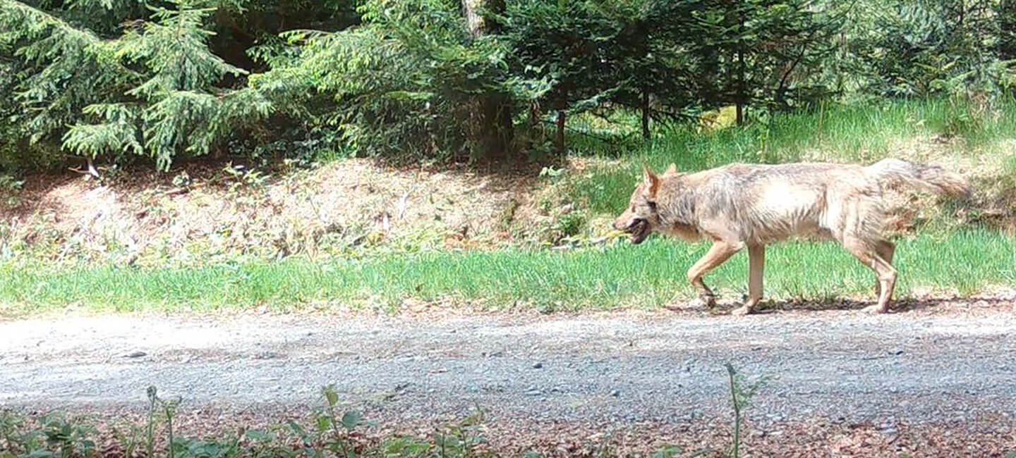 Stop à l’acharnement des éleveurs sur Milo et Mina et sur tous les autres loups !