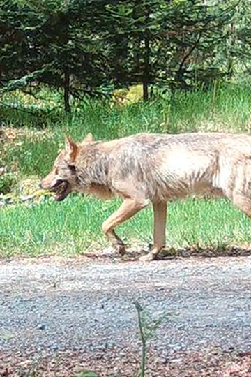 Stop à l’acharnement des éleveurs sur Milo et Mina et sur tous les autres loups !