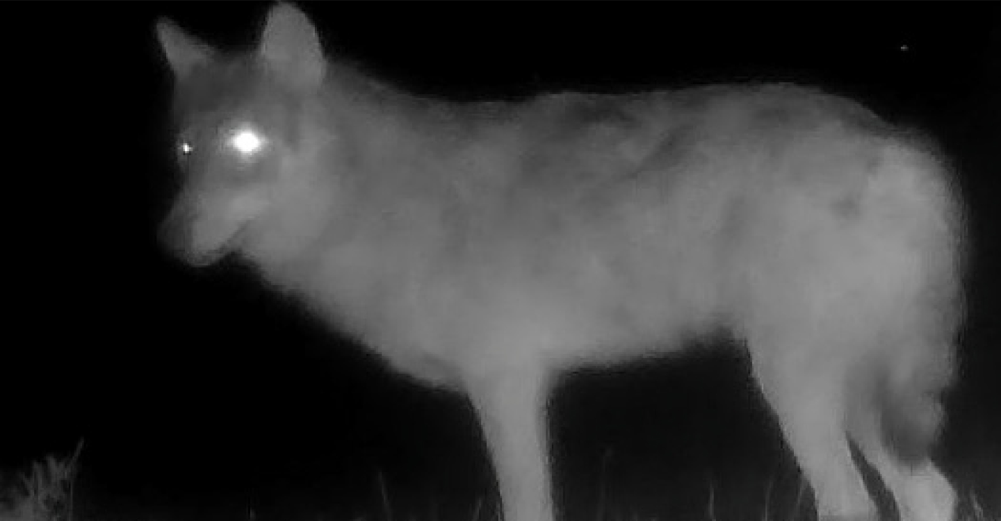 Saône-et-Loire : un nouveau loup, une vieille haine