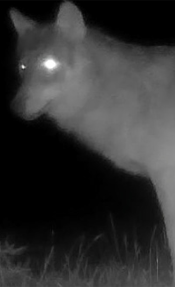 Saône-et-Loire : un nouveau loup, une vieille haine