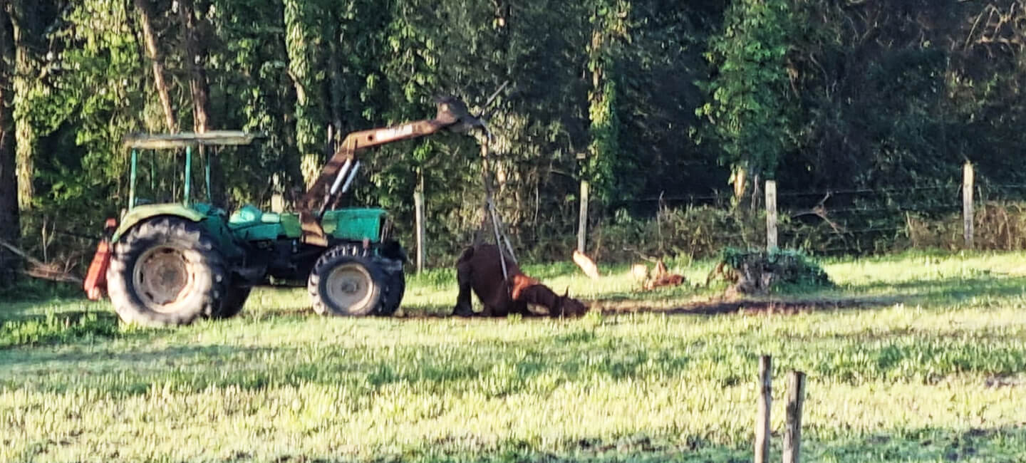 Cheval laissé pour mort, attaché à un tracteur : One Voice porte plainte pour dénoncer l’impunité