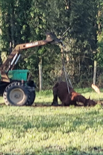 Cheval laissé pour mort, attaché à un tracteur : One Voice porte plainte pour dénoncer l’impunité