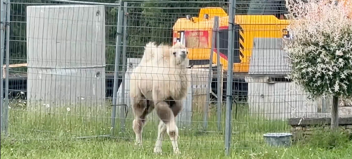 Tony Zavatta circus: the same suffering for