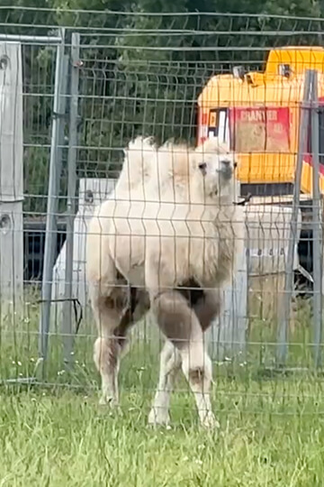 Tony Zavatta circus: the same suffering for