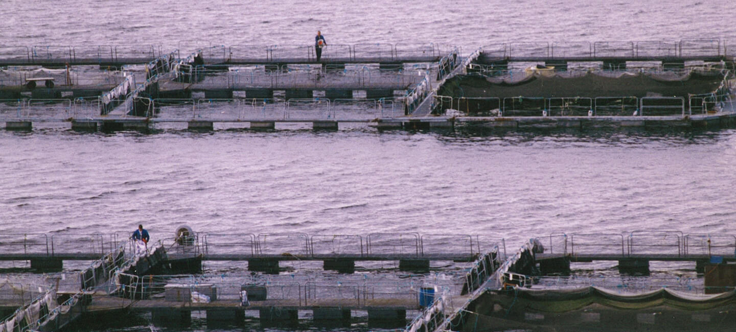 Catastrophe environnementale dans le Pas-de-Calais : Local Ocean, le sombre projet d’une ferme-usine de saumons