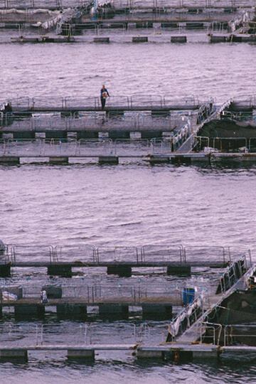 Catastrophe environnementale dans le Pas-de-Calais : Local Ocean, le sombre projet d’une ferme-usine de saumons