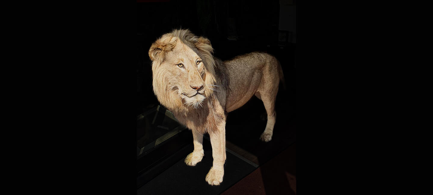 Vente illégale d’un lion à un taxidermiste: la famille Gougeon récidive