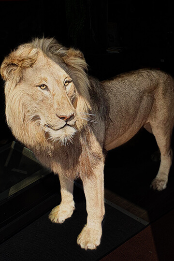 Vente illégale d’un lion à un taxidermiste: la famille Gougeon récidive