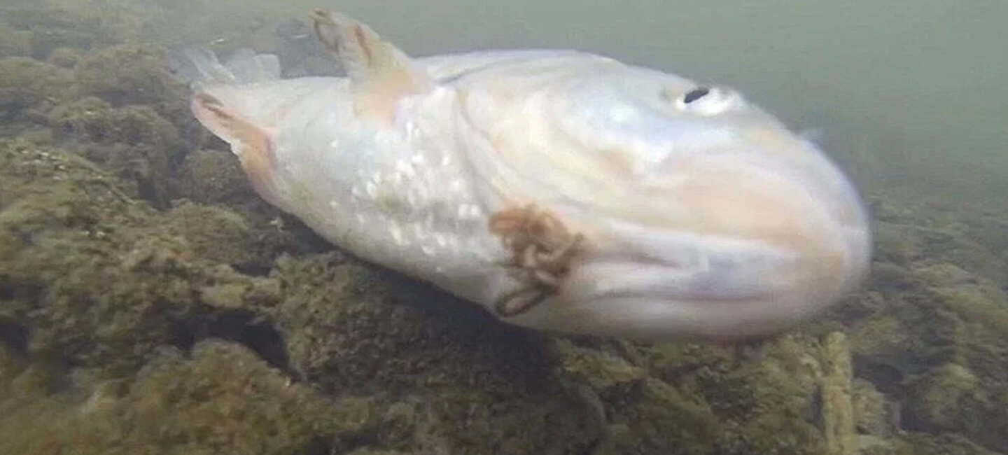 Face à la mort des poissons de la Grenne, One Voice interpelle la préfecture restée silencieuse