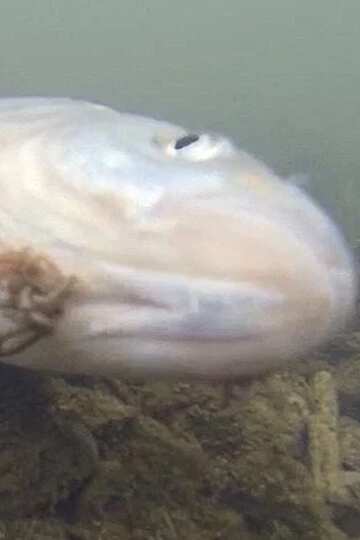 Face à la mort des poissons de la Grenne, One Voice interpelle la préfecture restée silencieuse