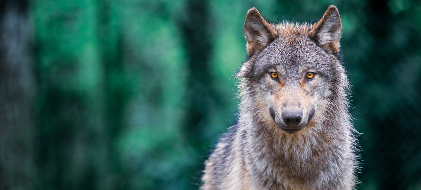 One Voice, avec AVES et d'autres partenaires, attaquent l’énième arrêté ministériel anti-loups
