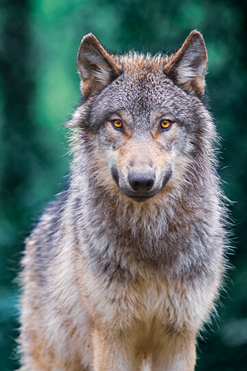 One Voice, avec AVES et d'autres partenaires, attaquent l’énième arrêté ministériel anti-loups