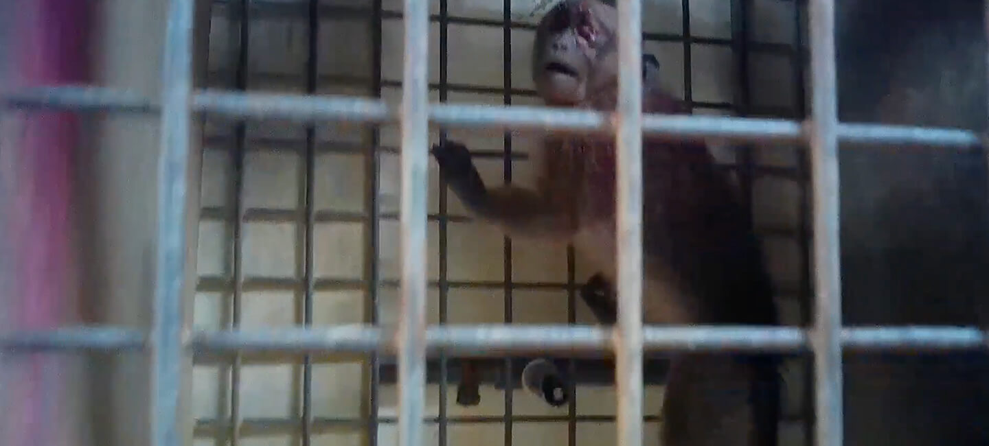 Animal experimentation: the State seals the fate of thousands of monkeys in less than two months