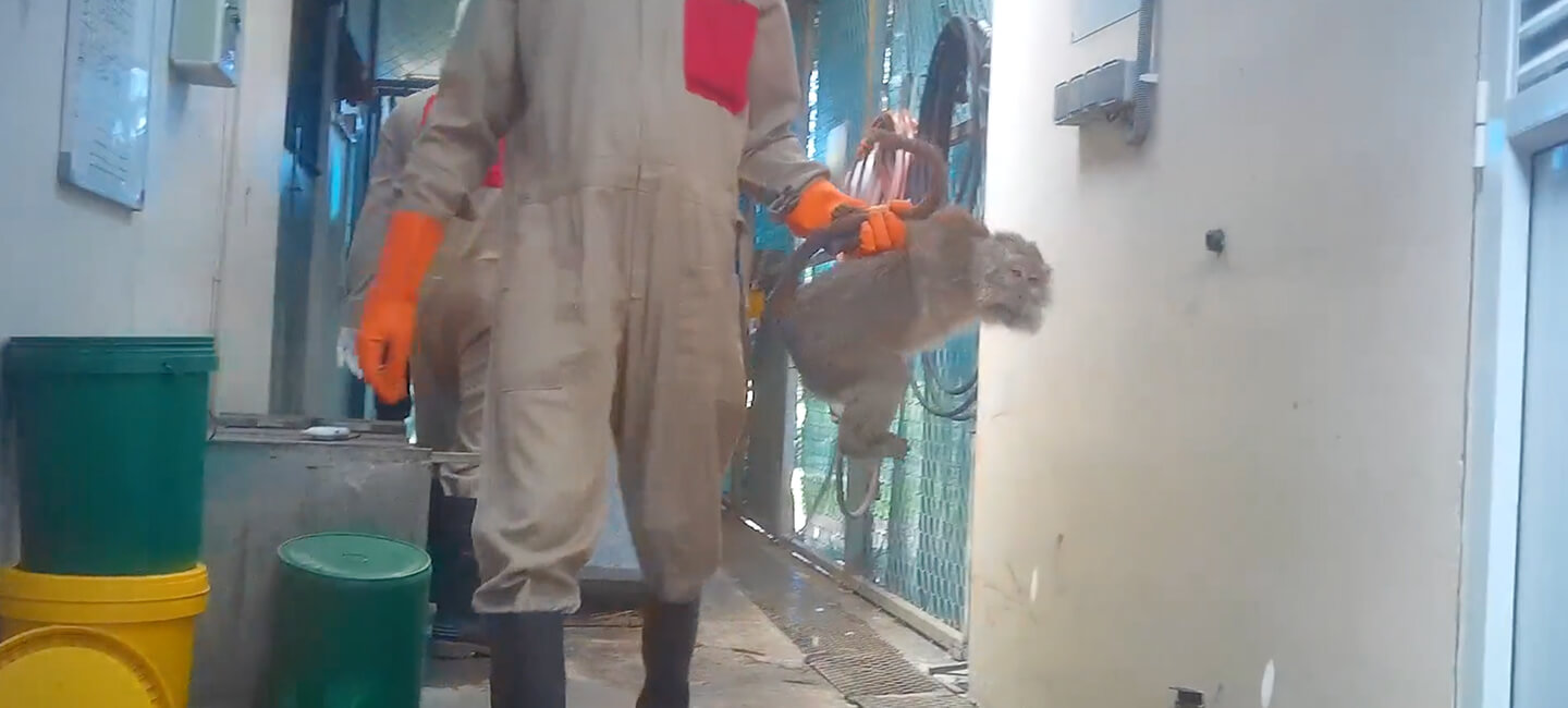 Expérimentation animale : la France achète, enferme et torture des primates – et compte bien continuer
