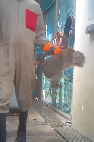 Expérimentation animale : la France achète, enferme et torture des primates – et compte bien continuer