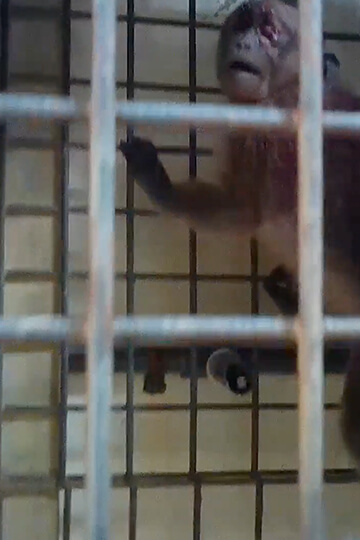 Animal experimentation: the State seals the fate of thousands of monkeys in less than two months