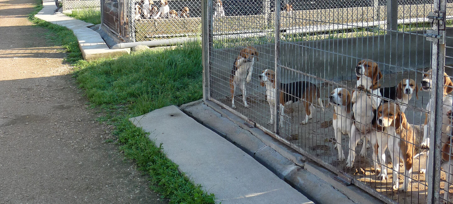 Nés en France, 1600 beagles en sursis risquent l’enfer des labos en Italie