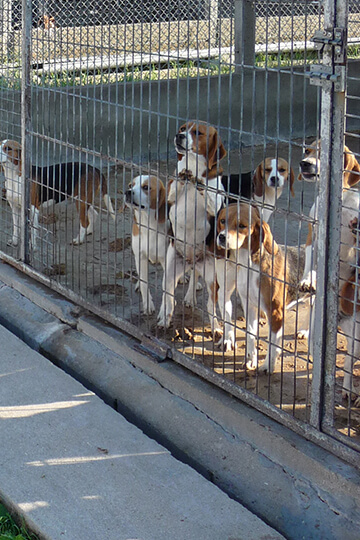 Nés en France, 1600 beagles en sursis risquent l’enfer des labos en Italie