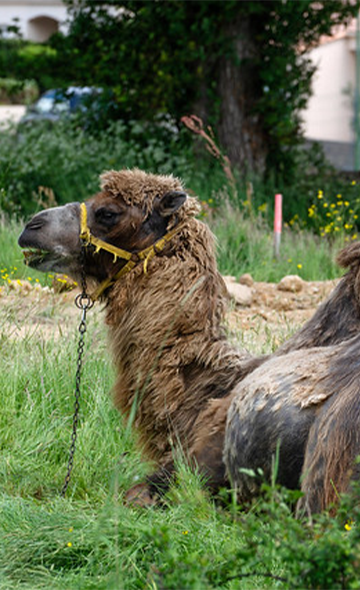 Action nationale - Pour des cirques sans aucun animal