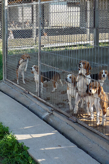 Expérimentation animale: One Voice obtient de nouveaux documents sur l’élevage de chiens de Mézilles