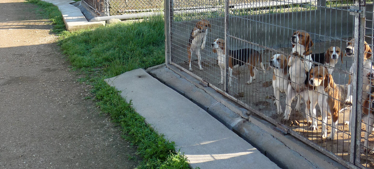 Expérimentation animale: One Voice obtient de nouveaux documents sur l’élevage de chiens de Mézilles