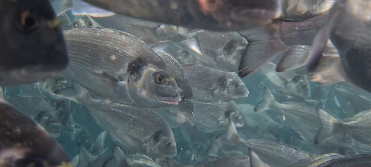 Poissons entassés et environnement en danger: non à l’extension de l’élevage d’Aquafrais