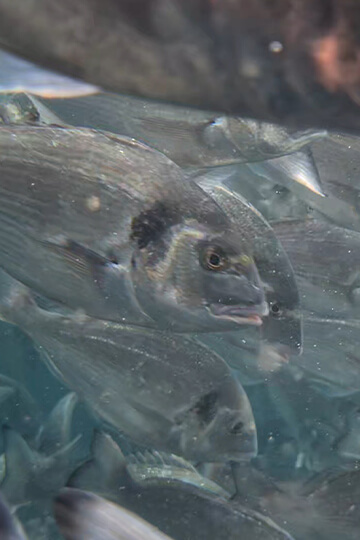 Poissons entassés et environnement en danger: non à l’extension de l’élevage d’Aquafrais