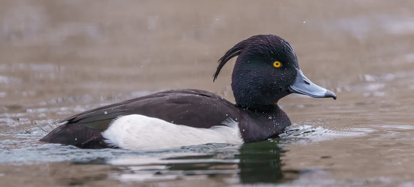 Stop à la chasse aux espèces d'oiseaux menacées