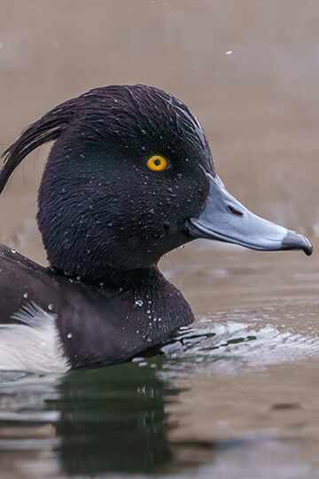 Stop à la chasse aux espèces d'oiseaux menacées