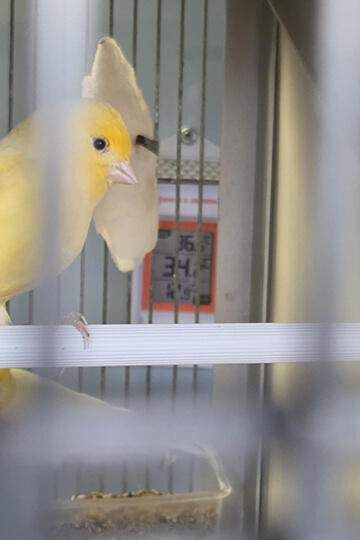Canicule et souffrance animale au Jardiland de Perpignan: il faut que cela cesse
