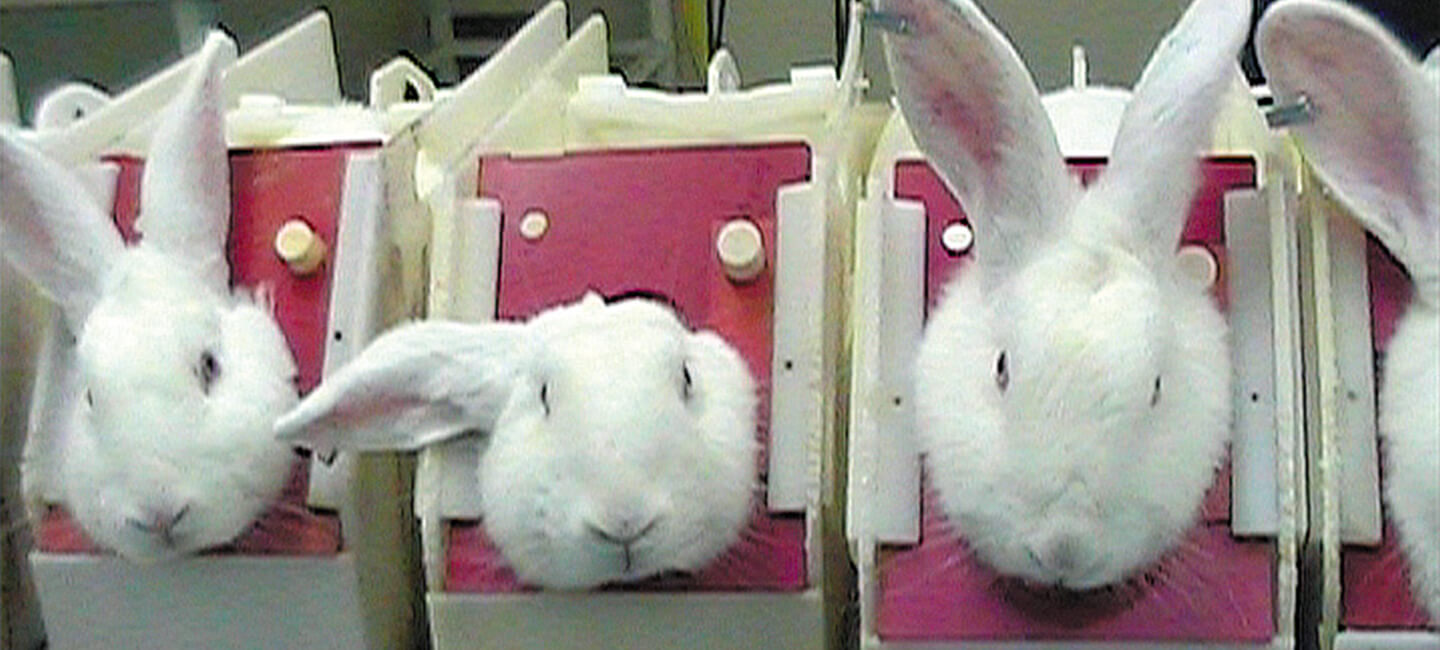 Expérimentation animale - Les tests pyrogènes sur les lapins, c’est fini !